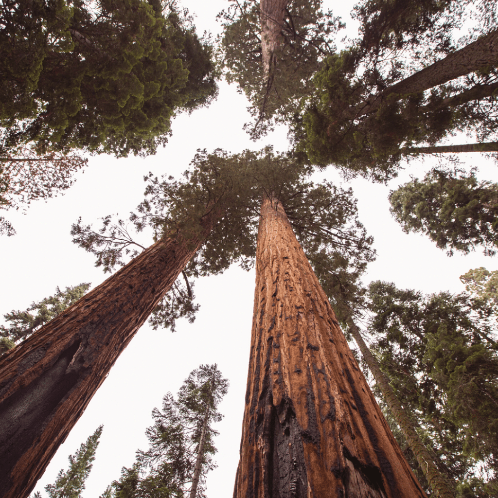 A view of tall trees in a forest from the ground up.