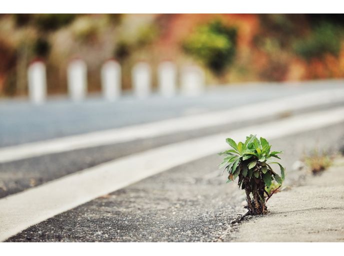 A young plant growing by the side of an asphalt road