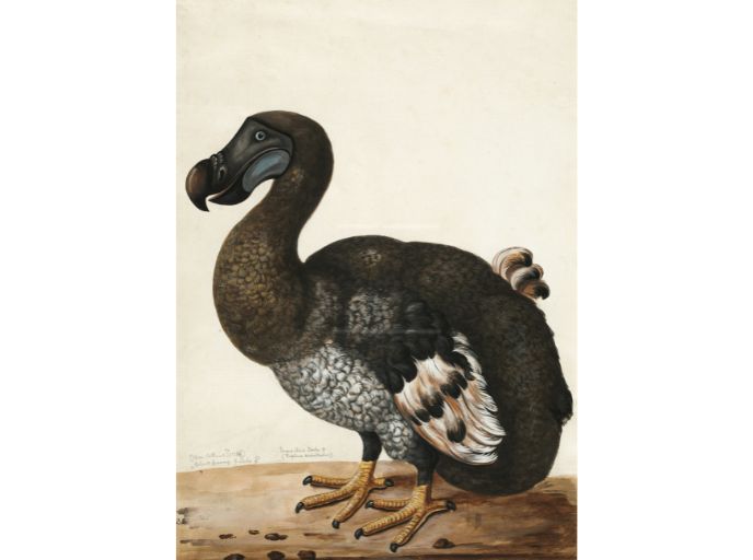 A sketch drawing of a Dodo 