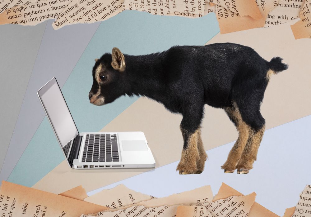A baby goat typing her opus on a laptop